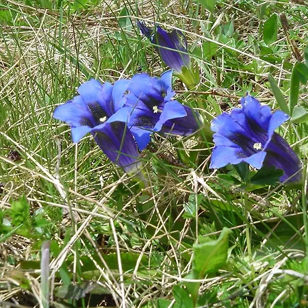 Tschuggen Grindelwald