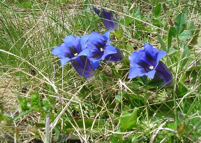 تشوغين جريندلوالد